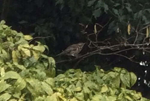 I counted them all landing - Haith's UK