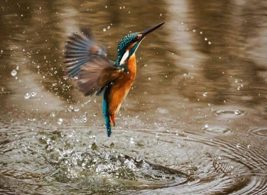 Kingfisher Bird: Life, Habitat Guide - Haith's UK
