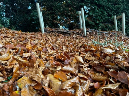Let the Leaves Lie: A Garden's Gift to Nature - Haith's UK