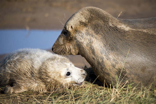 Life as a Wildlife Trust Fundraiser - Haith's UK