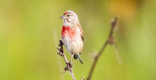 Linnet Bird: Identification, Habitat, and Feeding Tips - Haith's UK