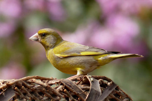 Looking for a no mess bird food? - Haith's UK
