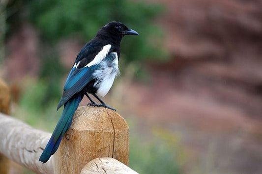 Magpie Bird: Characteristics, Behaviour, and Feeding Tips - Haith's UK