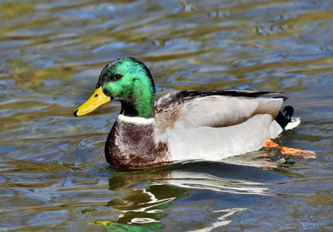 Mallard Duck: Habitat, Behavior, and Feeding Guide - Haith's UK