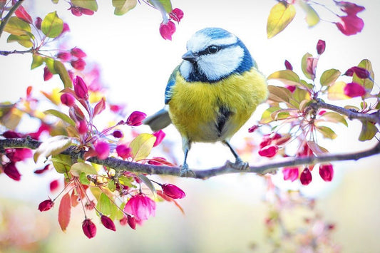 March into Spring - Feeding Your Garden Birds - Haith's UK