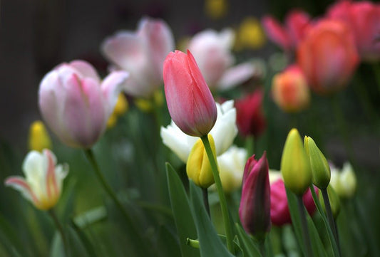Marching into spring - Haith's UK