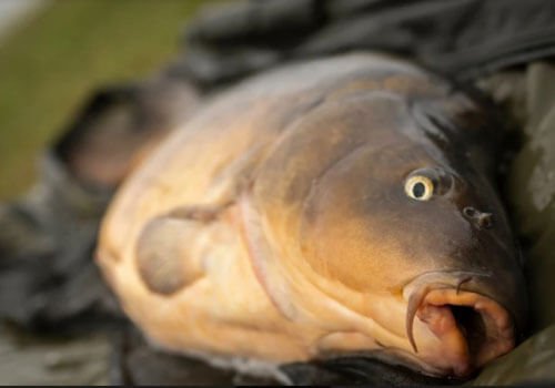 Masilla Hookbait - Haith's UK