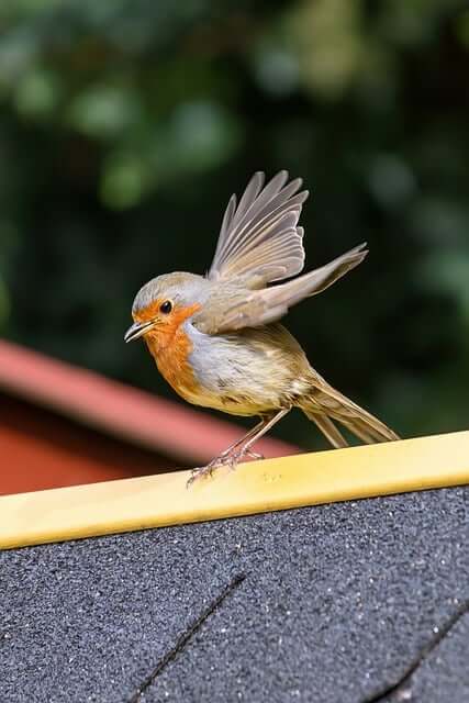 Meet Mr. Birds: Tips and Stories from an Expert Bird Feeder - Haith's UK