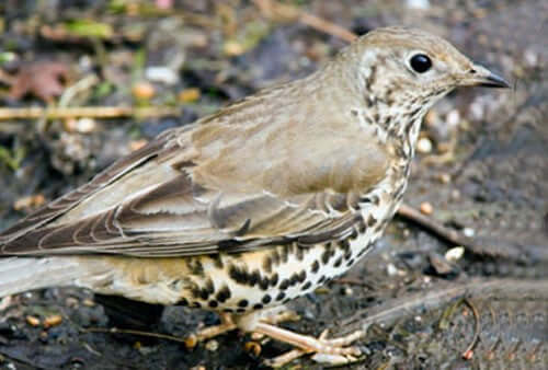 Mistle Thrush: Characteristics, Habitat, and Feeding Tips - Haith's UK