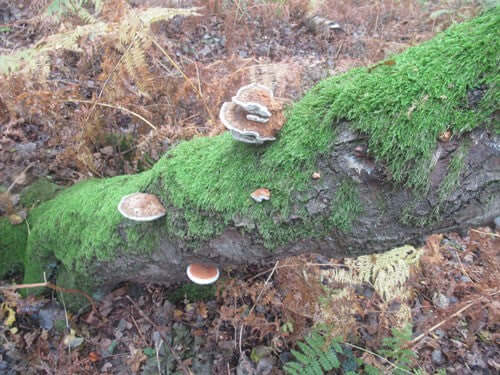Mosses and how to create your own miniature rainforest - Haith's UK