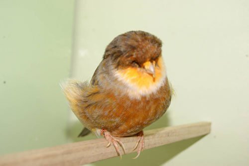 Moulting made easier at Haith's - Haith's UK
