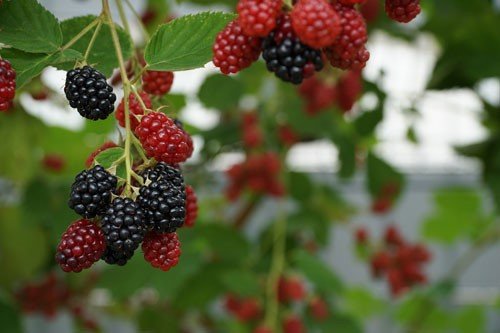 Natural Pest Control: Eco-Friendly Solutions for Your Garden - Haith's UK
