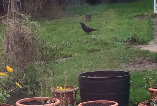 New year and more birds - Haith's UK