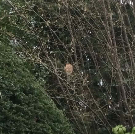 New year and some new visitors - Haith's UK