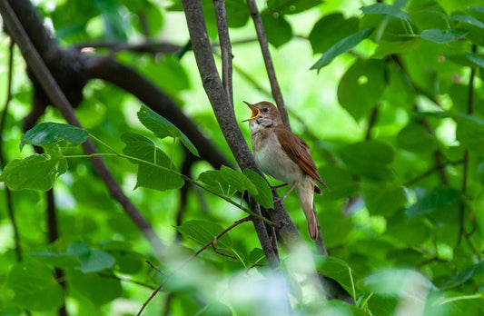 Nightingale Bird: Identification, Habitat, and Song - Haith's UK