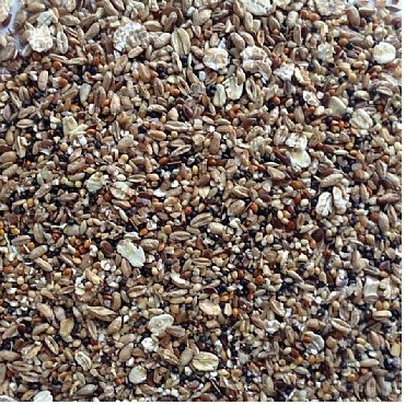 No Place Like Homegrown: Benefits of Growing Bird Food at Home - Haith's UK