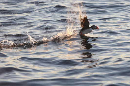 North Sea Collision: What It Means for Birds and How We Can Help - Haith's UK