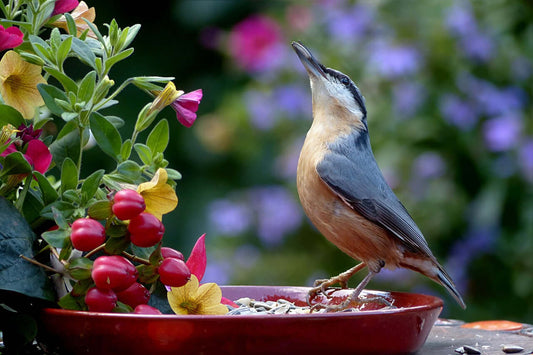 Nuthatch Bird: Identification, Habitat, and Feeding Tips - Haith's UK