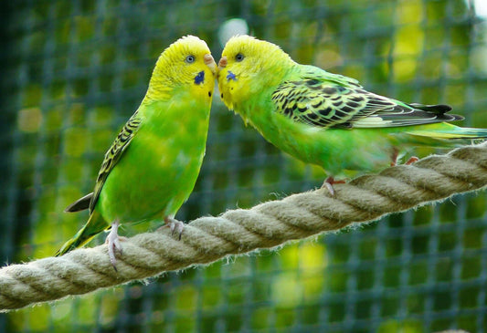 October Birdroom Tips: Caring for Budgies - Haith's UK