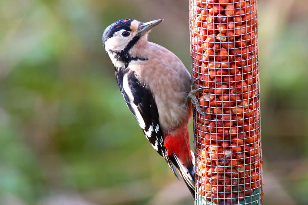 Peanut Bird Feeder - Haith's UK