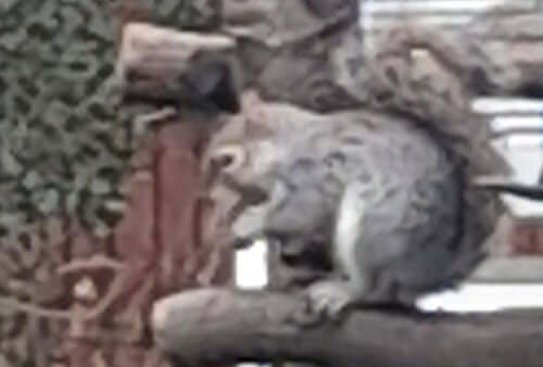 Plenty of activity at the feeders - Haith's UK