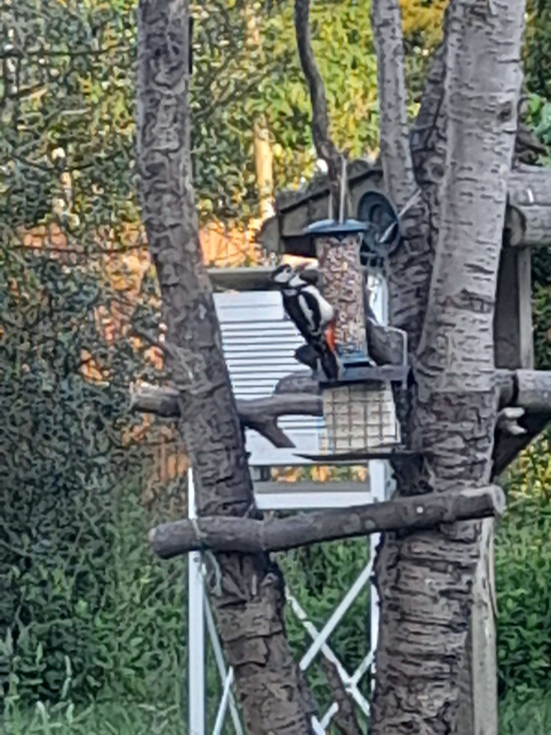 Plenty of hungry birds in the garden to feed - Haith's UK