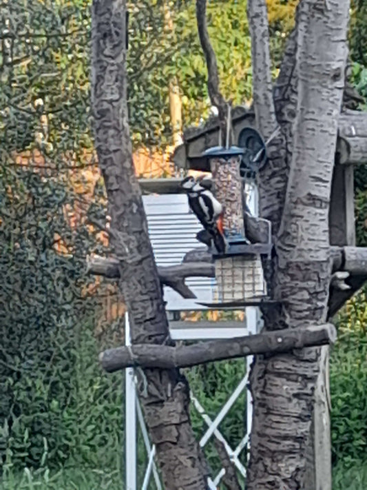 Plenty of hungry birds in the garden to feed - Haith's UK