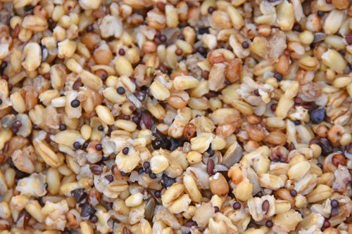 Quick and Easy Seed & Cereal Groundbait: Ring the Dinner Bell - Haith's UK