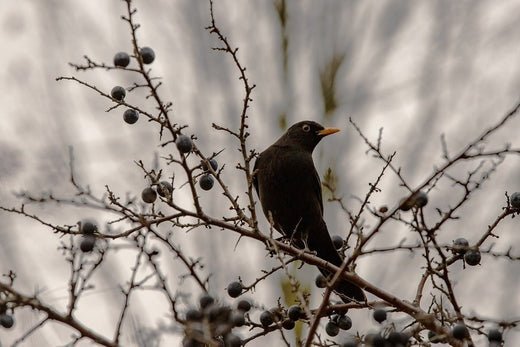 Recognising Signs of Illness in Garden Birds - Haith's UK