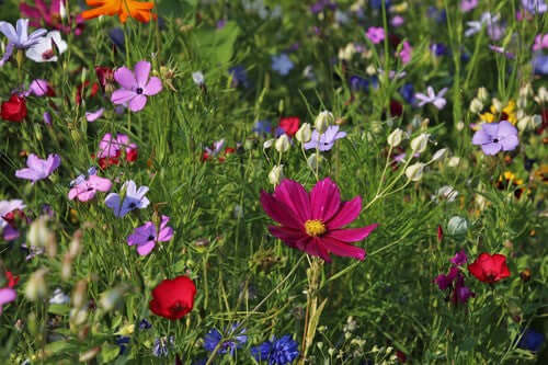 Rewild - Go natural - Haith's UK