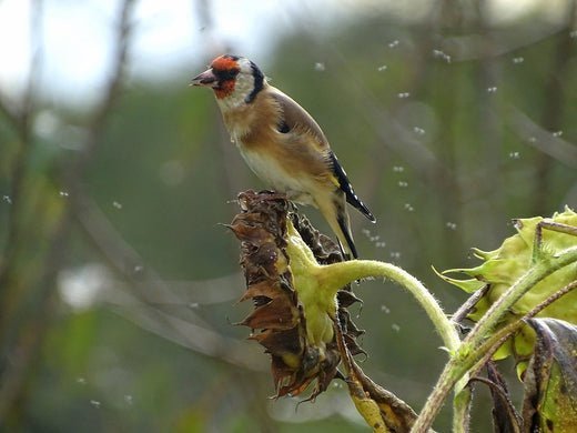 Seasonal Feeding Tips: Adjusting Bird Feeding Practices - Haith's UK