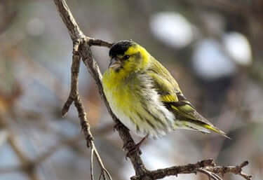 Siskin Bird: Identification, Habitat, and Feeding Tips - Haith's UK