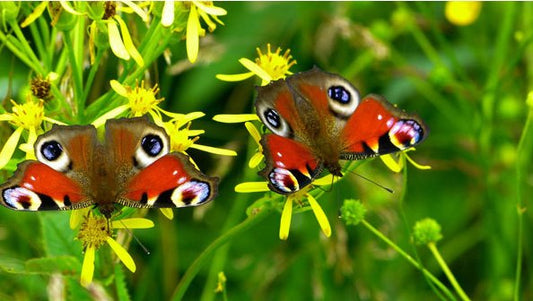 Six Reasons to Enjoy Spring: Birdwatching and Nature Tips - Haith's UK