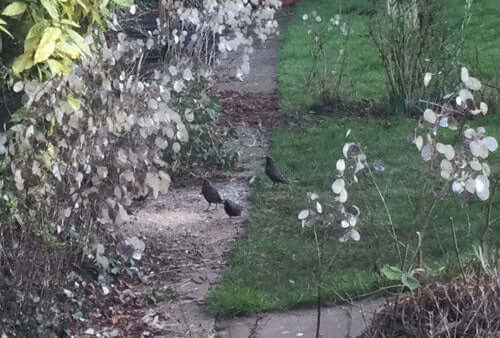 Some new sightings - Haith's UK
