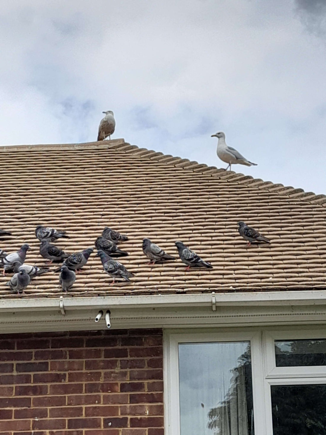 Some noisy new visitors - Haith's UK