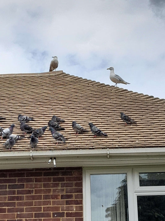 Some noisy new visitors - Haith's UK