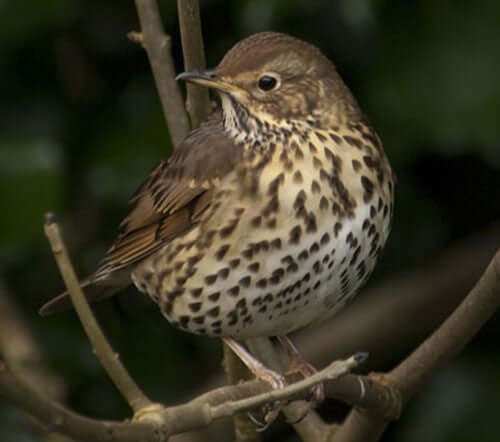 Song Thrush: Identification, Habitat, and Feeding Tips - Haith's UK