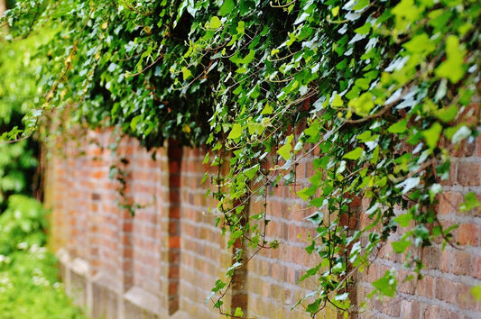 Spring Cleaning Tips for the Nature Gardener: A Fresh Start for Your Outdoor Space - Haith's UK