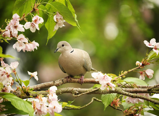 Summer Garden Bird Care: Best Foods, Water Tips & How to Beat the Heat - Haith's UK