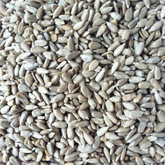 Sunflower Hearts as Carp Bait Part 1: Benefits and Methods - Haith's UK