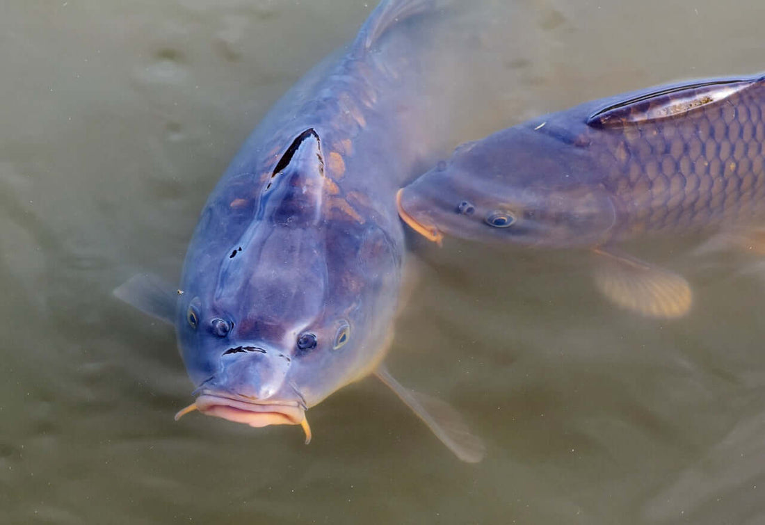 The Art of Match Fishing. The Anglers Delight - Haith's UK