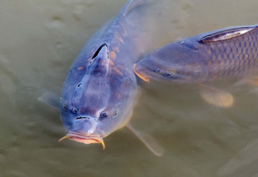 The Art of Match Fishing. The Anglers Delight - Haith's UK