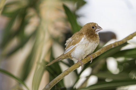 The Bengalese Finch: A Charming Companion for Bird Enthusiasts - Haith's UK