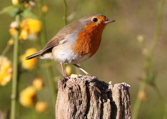 The birdsong of spring - Haith's UK