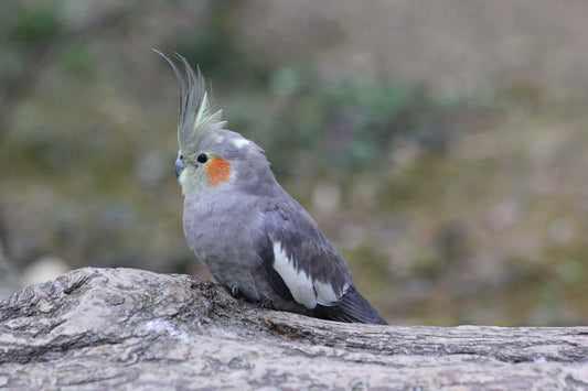 The Enchanting World of Cockatiels: Tiny Birds, Huge Personalities - Haith's UK