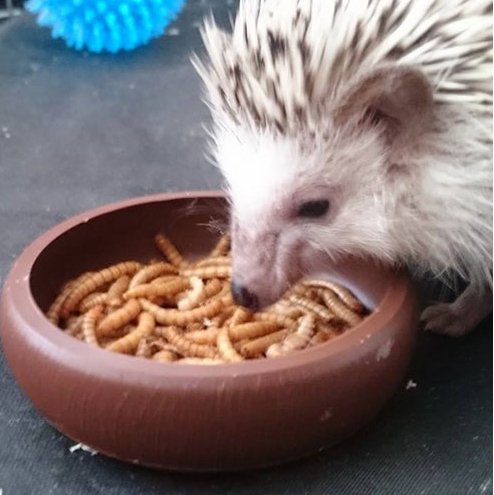 The Humble Mealworm: Uses and Benefits in Fishing and Bird Feeding - Haith's UK