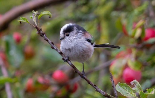 The Importance of Clean Bird Food: How Haith’s SuperClean™ Diets Protect Bird Health - Haith's UK