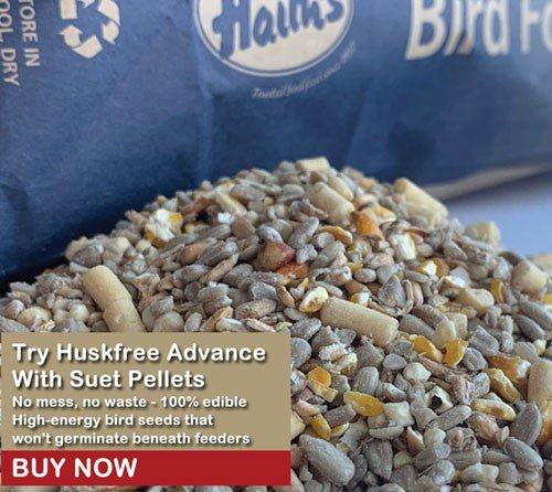 The Importance of Keeping Bird Feeders Full: Tips and Benefits - Haith's UK