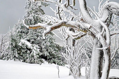 The natural world and Christmas - Haith's UK