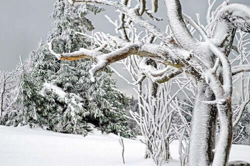 The natural world and Christmas - Haith's UK